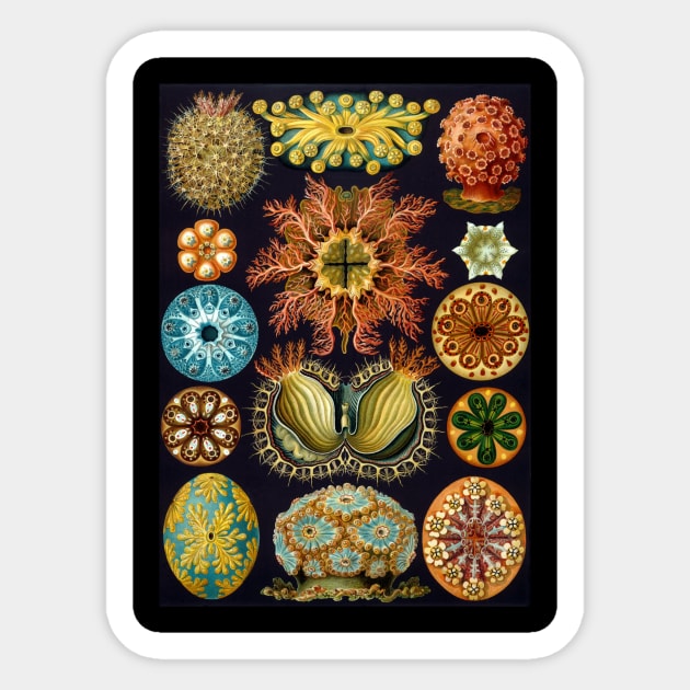 Ascidiae by Ernst Haeckel Sticker by MasterpieceCafe